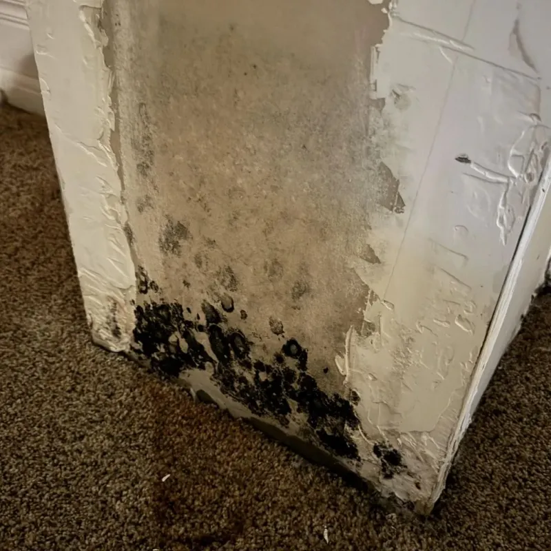 Professional Mold Removal in Mason, NH